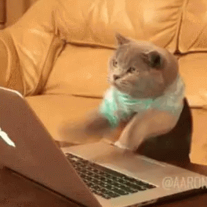 a funny cat typing in a laptop